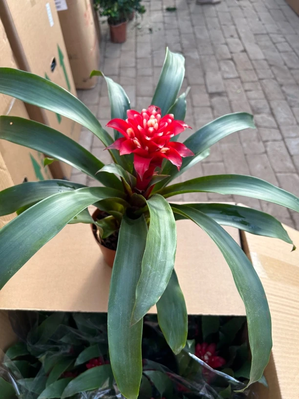 富贵牡丹鸿运当头盆栽