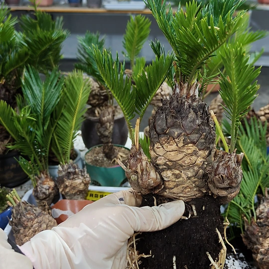 姜***华无花朵白鳞铁盆景基地价