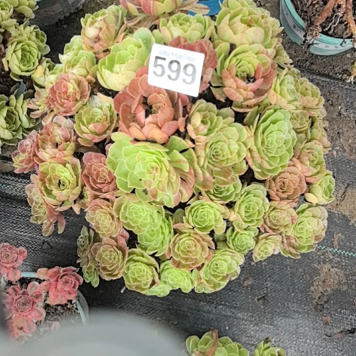 599花月夜花花2-12
