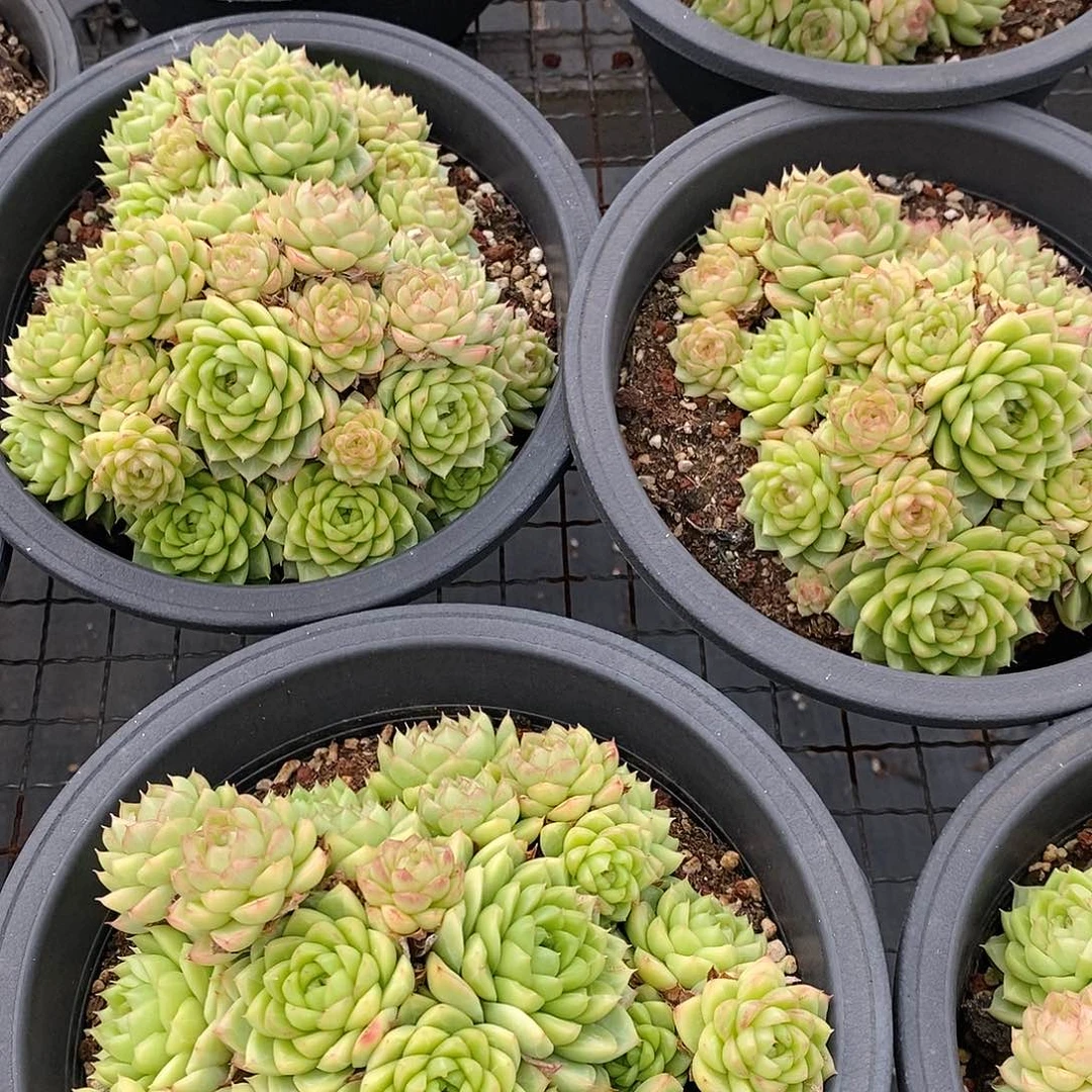 团大盆红女王，福利