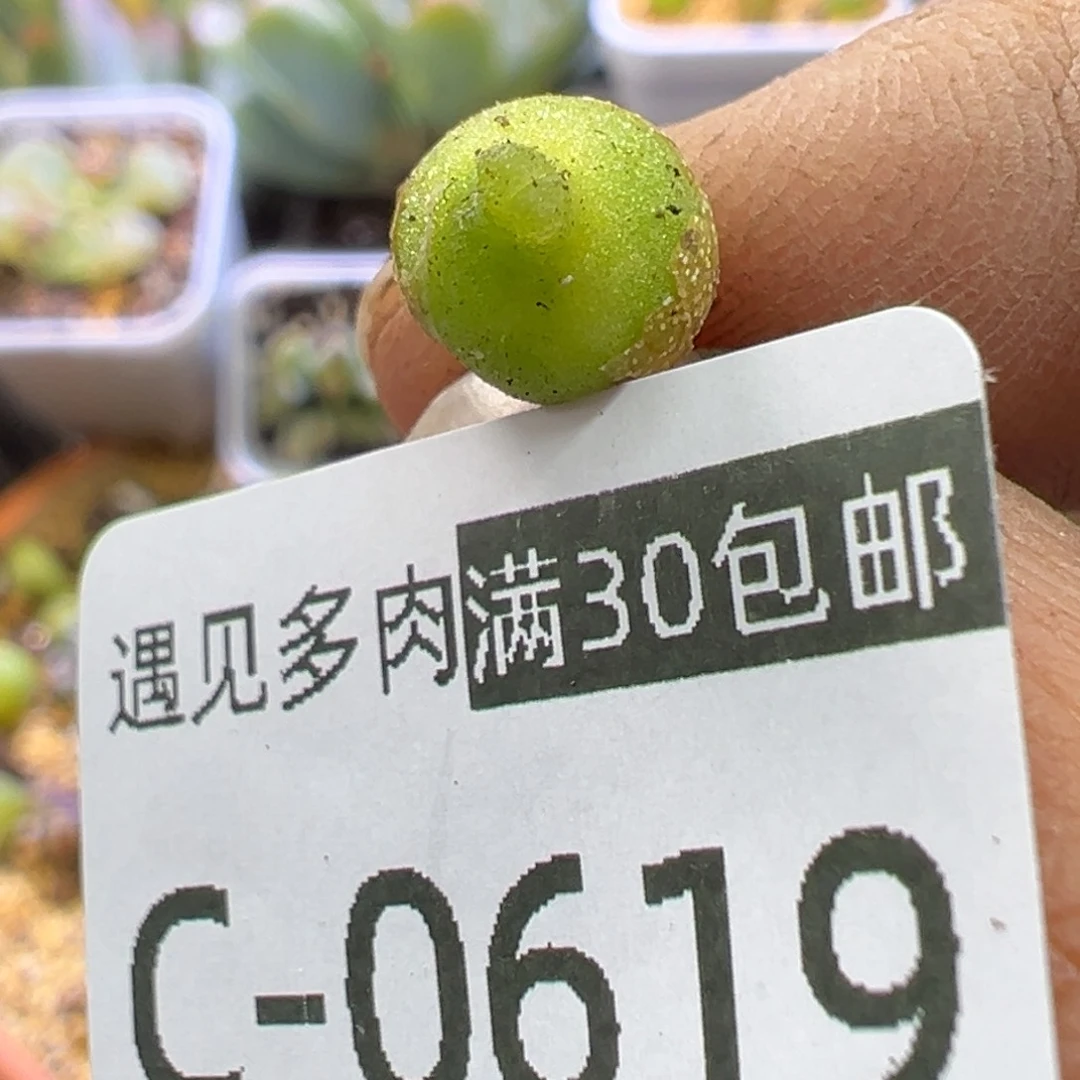 多肉植物111111111111111111