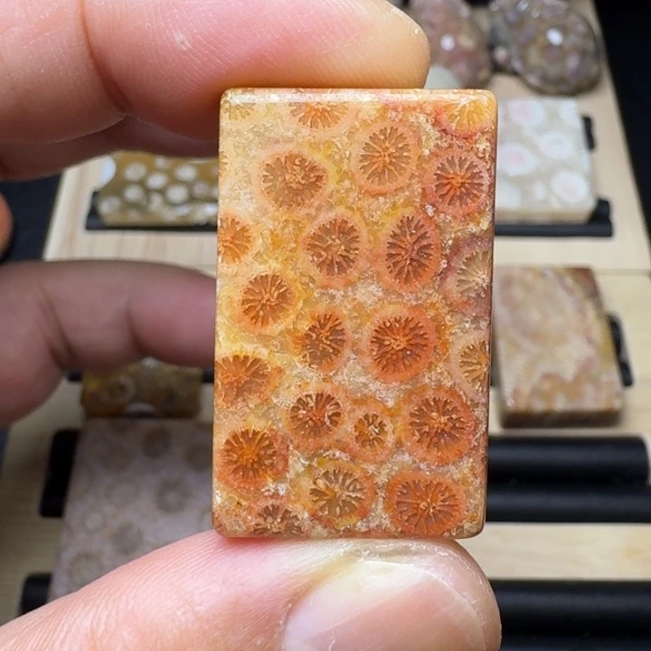 硅化珊瑚（珊瑚玉）未镶嵌纯天然色有机玉石保真色