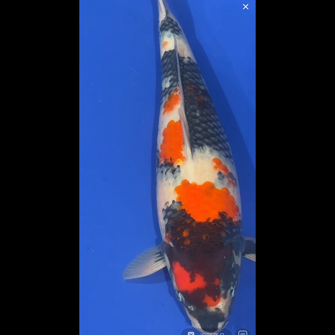 大日出品昭和锦鲤母（三月）【实以直播间为准】