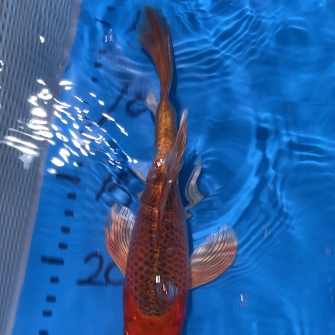 锦鲤锦鲤锦鲤包邮蝴蝶鲤鱼