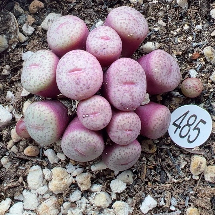 485号111111111111111