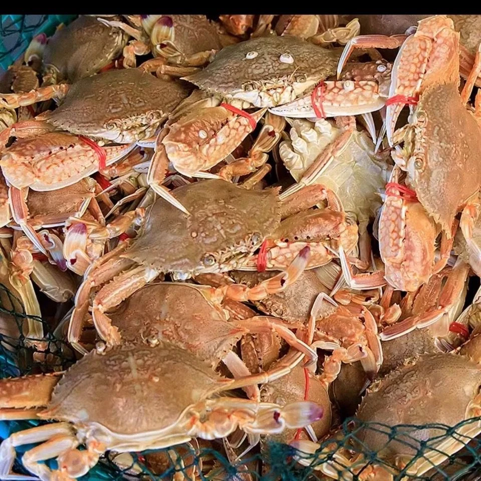 海捕扁蟹  顺丰发货 次日达