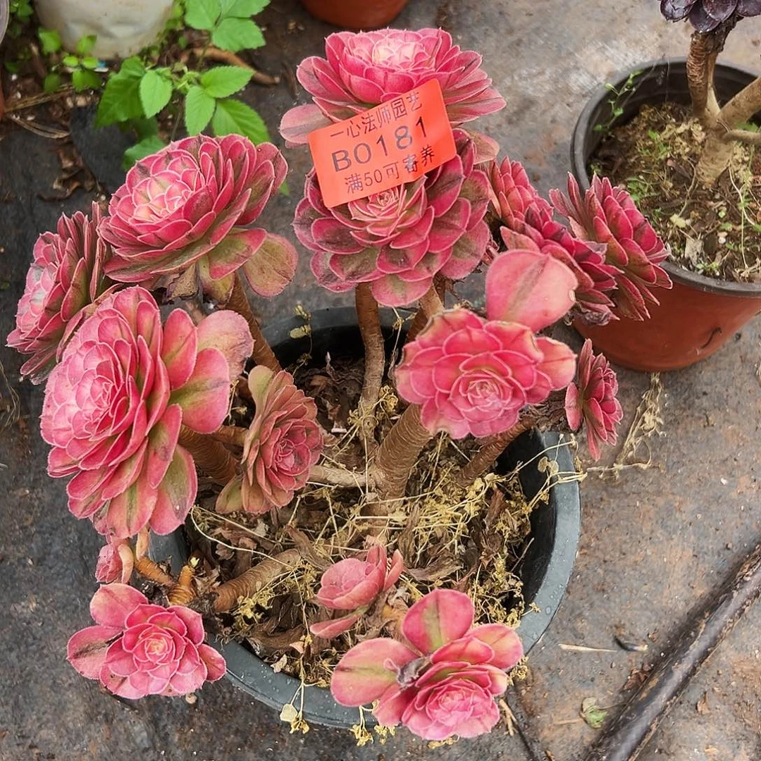 0181多肉植物海神