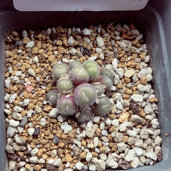 4039。