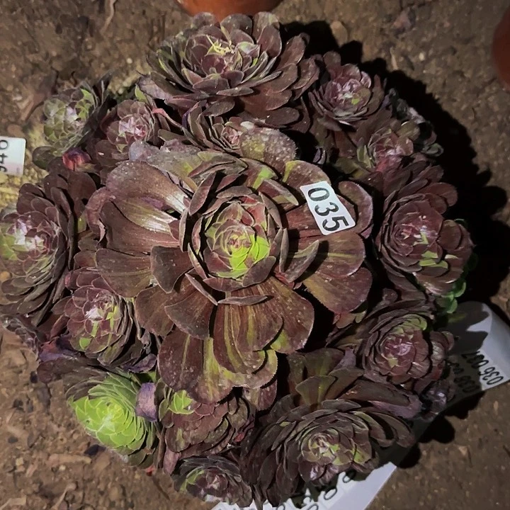 035花花公子多肉植物