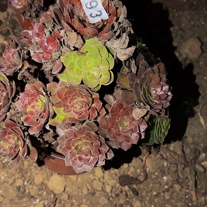 193男爵多肉植物不售后