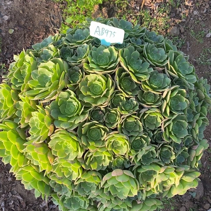 万圣节1棵975号11111111