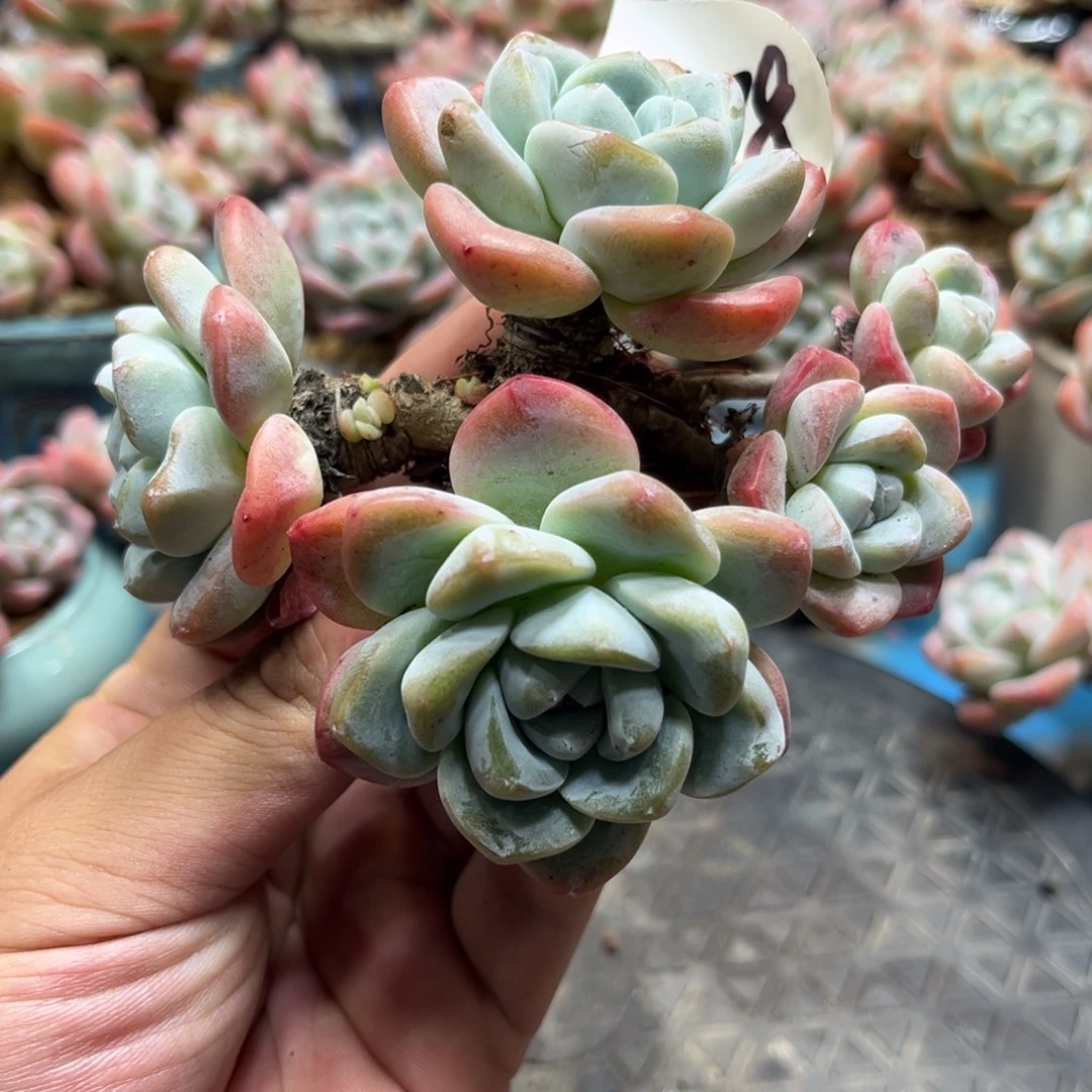 0178冰玉飘枝老桩11厘米