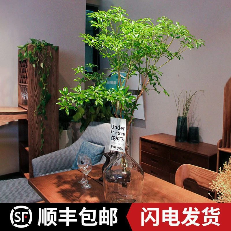 精选马醉木水培植物鲜切枝吊钟懒人易活室内客厅装饰绿植吊钟植物