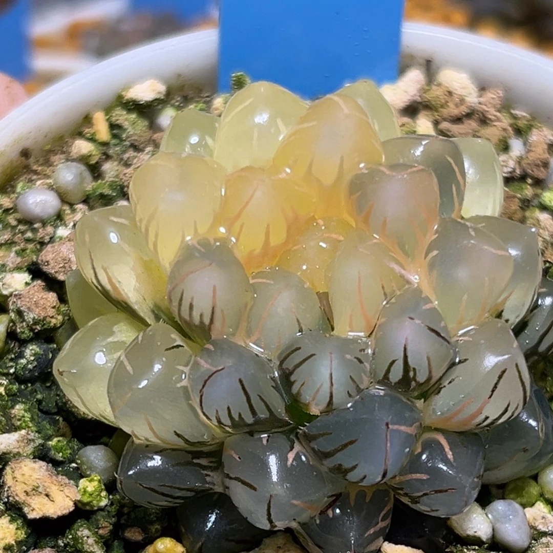 恭喜发财大吉大利753