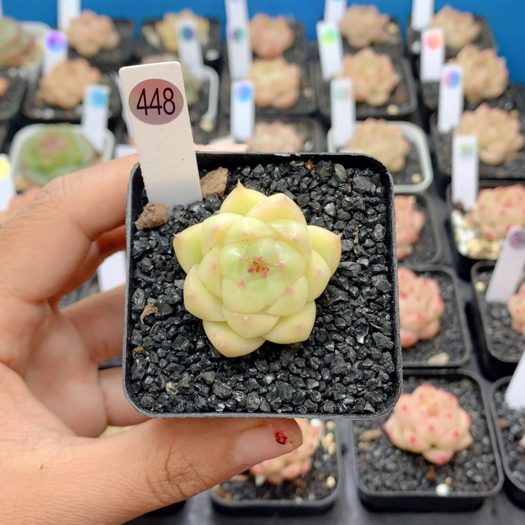 58包邮 群生不包整448