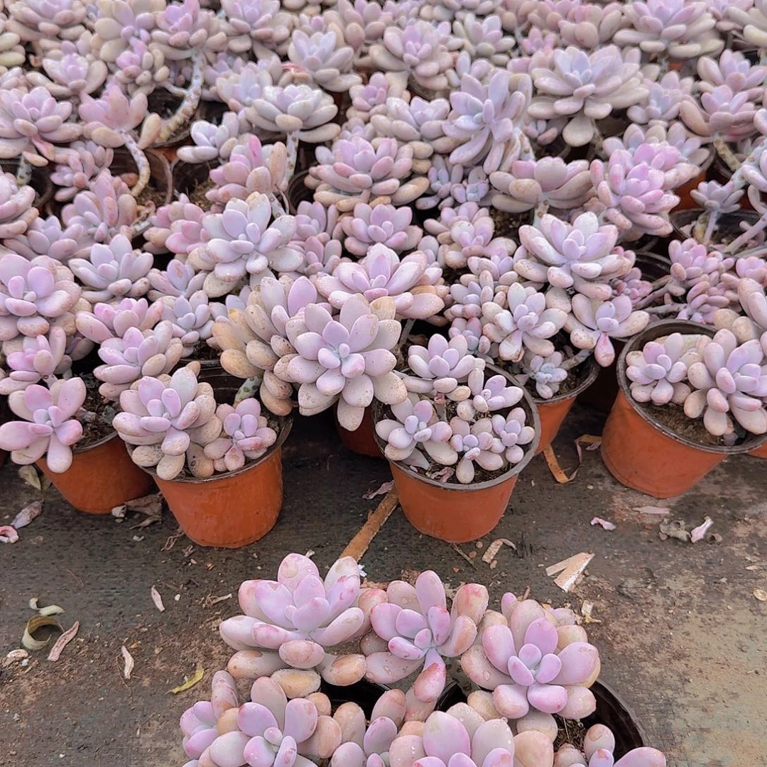 小老桩桃蛋一物拍2颗