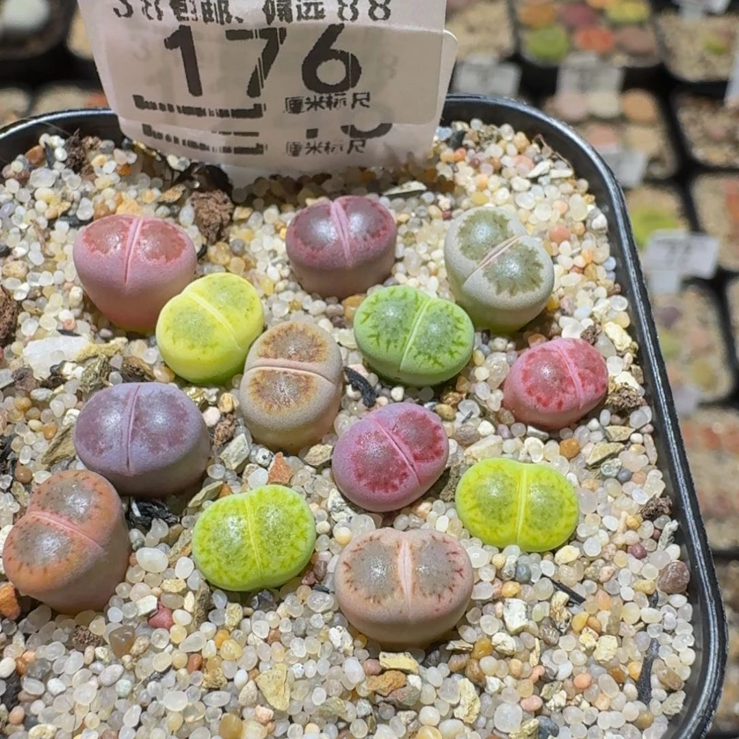 Ssss精品生石花176