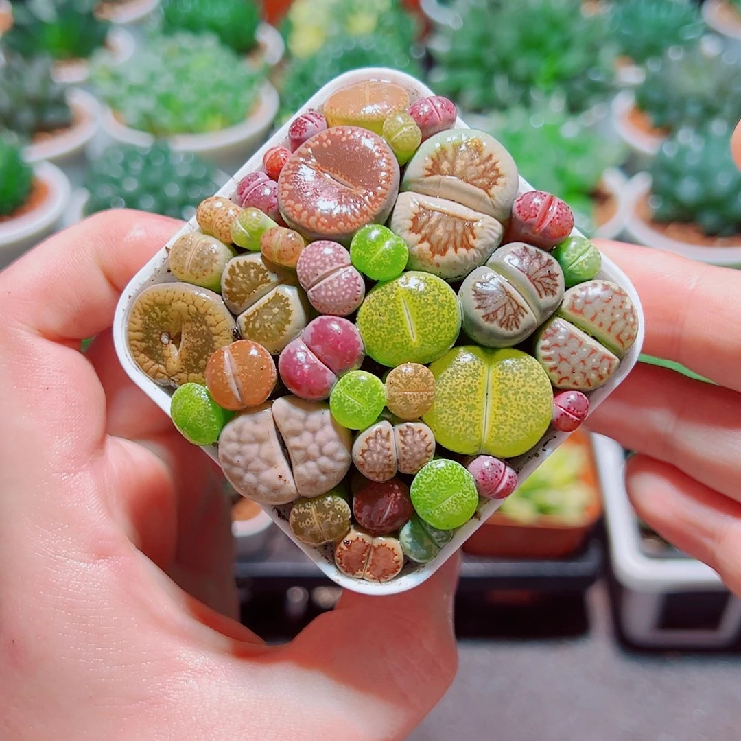 彩拼生石花带白盆种好