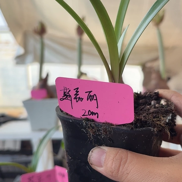 无花朵斯嘉丽铃声直径2cm