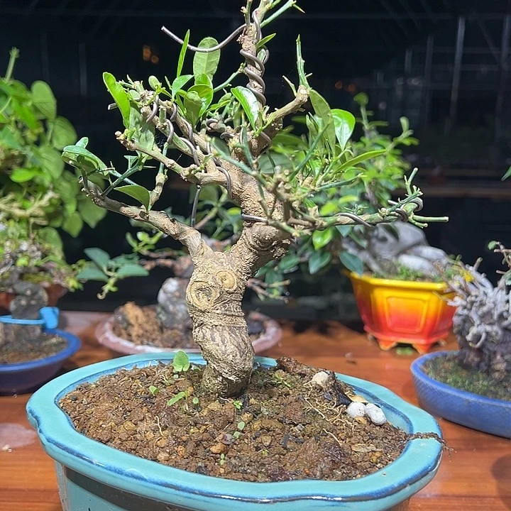 生***兽无花朵日本进口金豆盆景金豆