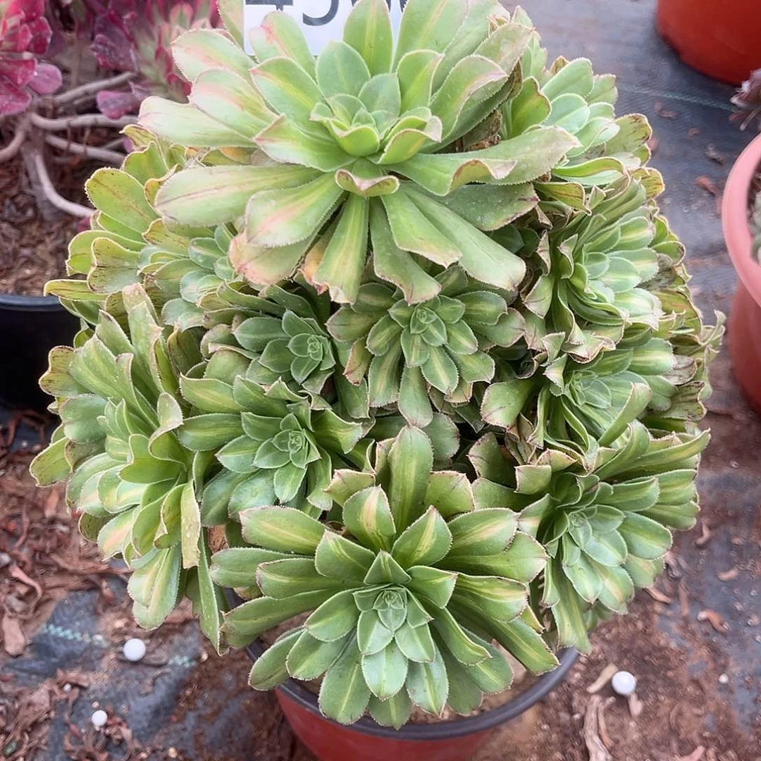 凯****⁵4560霓裳多肉植物