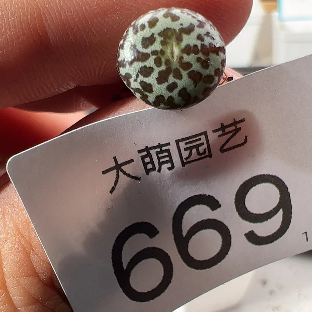 0000669 一物一拍……