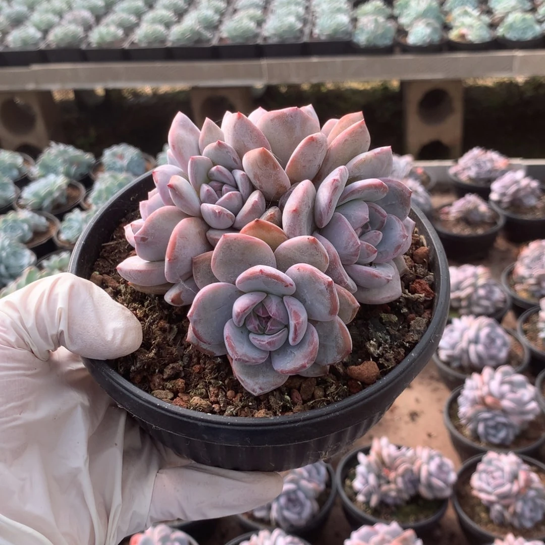 无花朵哈哈哈哈哈哈哈哈臭宝