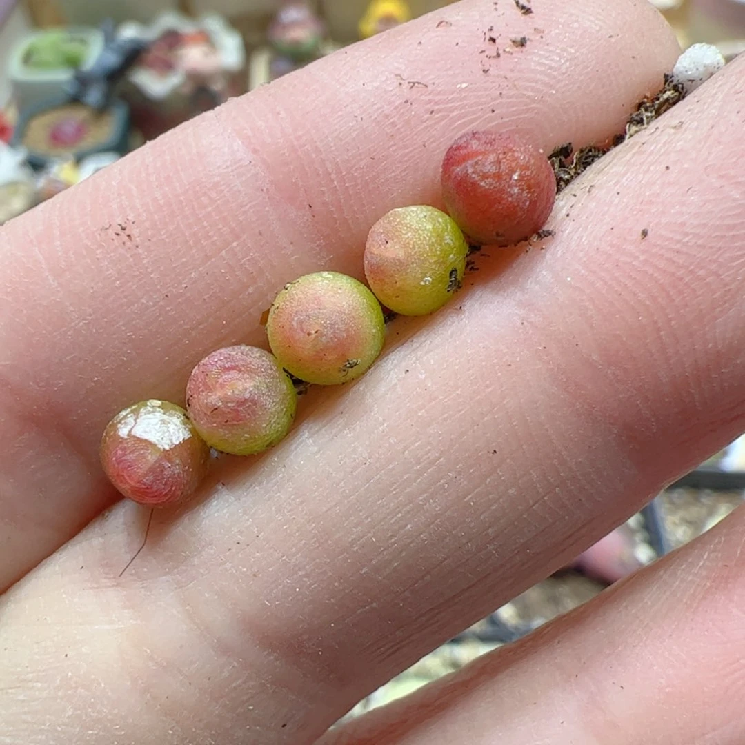 【闪购商品】301 迷你紫皮拉登