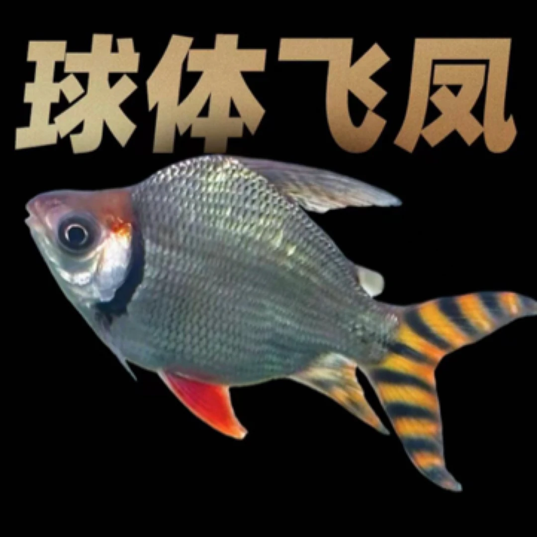 直纹飞凤鱼 龙鱼伴侣黄金搭档 泰国鲫元宝鲫中层吃垃圾鱼