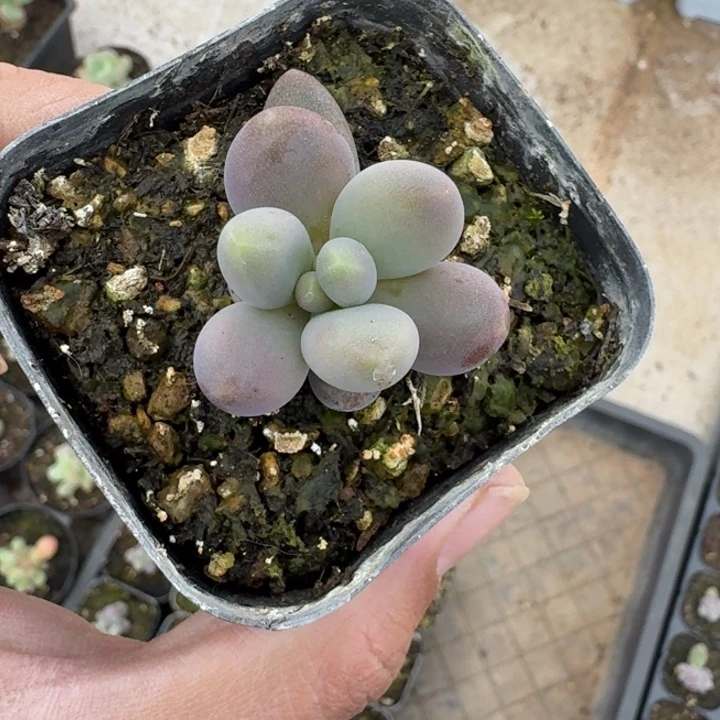 胖yanhua 叶插 单头 一物一拍