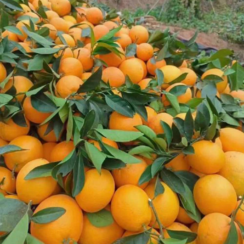 赣南正宗新鲜脐橙当季正宗产地直发当季新鲜现摘5斤/10斤精品大果