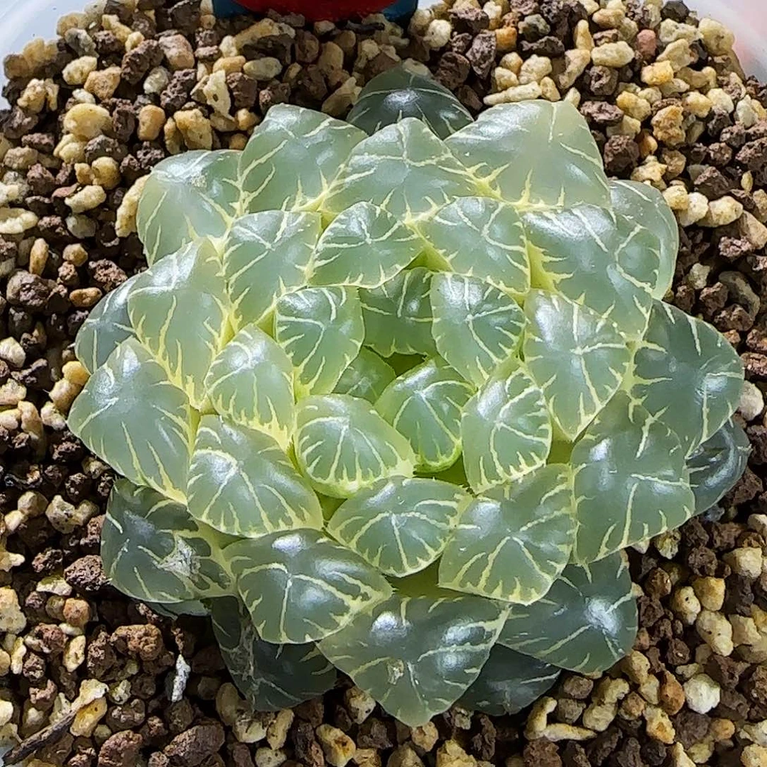 79号糊斑湖水 6 厘米左右一物一拍带盆土发货