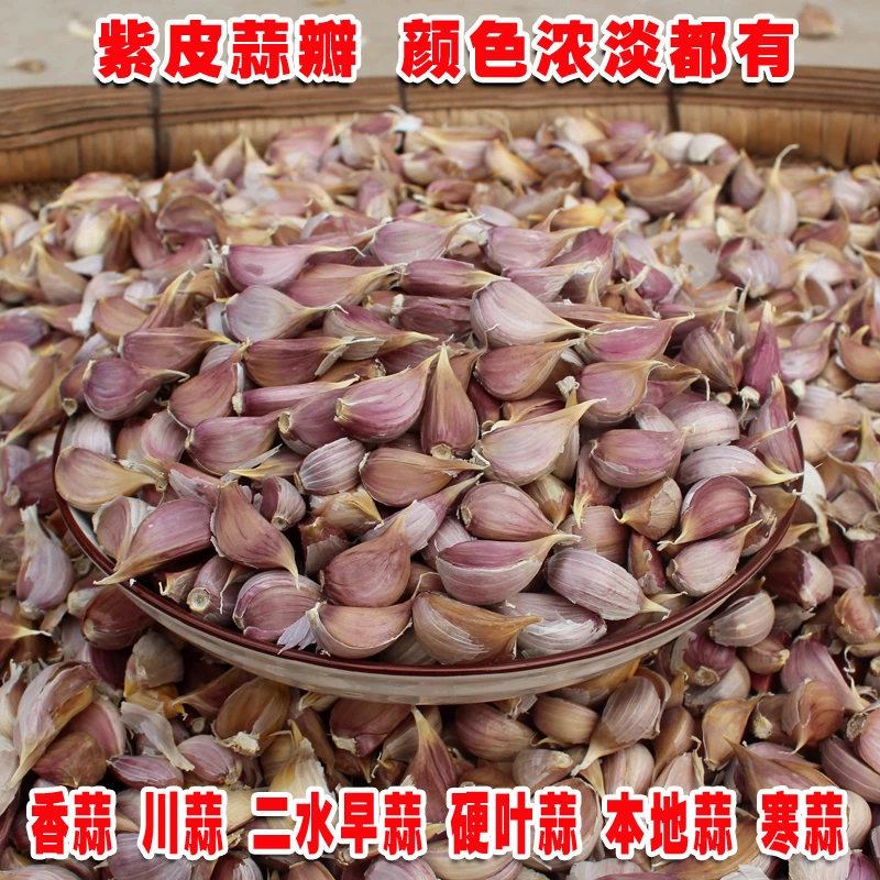 紫皮蒜种红根蒜苗出蒜苔寒蒜香川蒜硬叶蒜本地蒜红皮非云南大蒜头