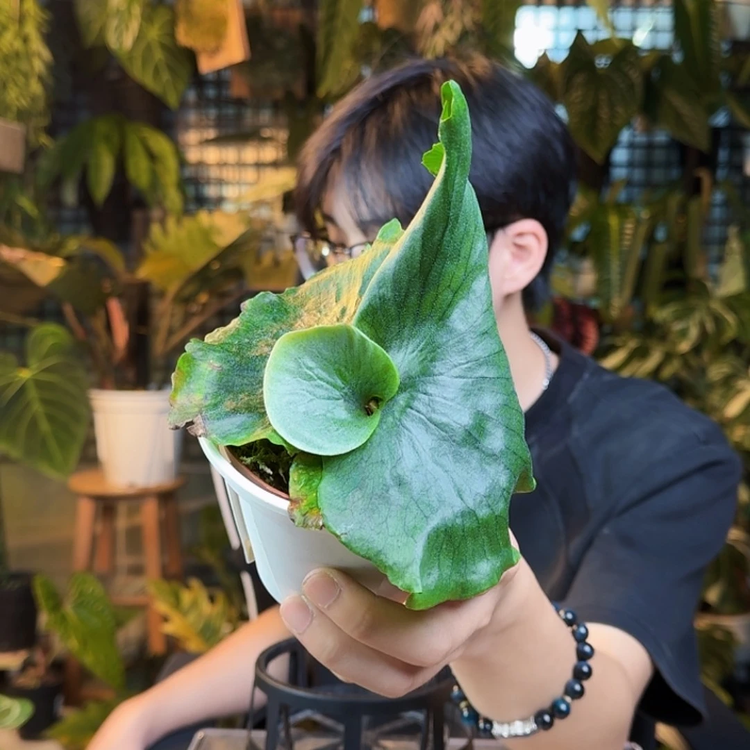 董***婷完全开放一物一拍R148