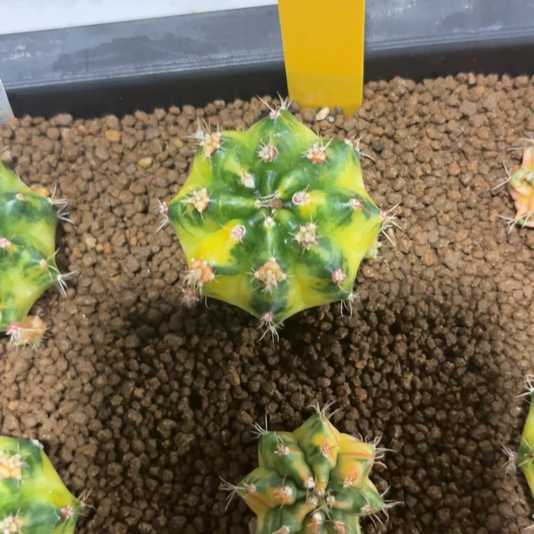 L700-1226泰国发货 绿袖子