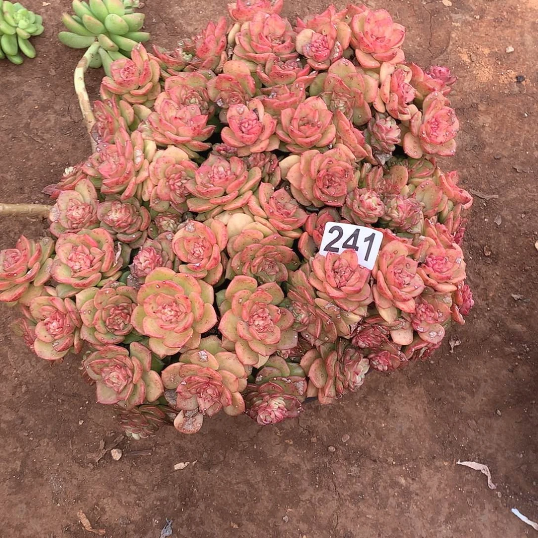 241蜡牡丹一物一拍多肉