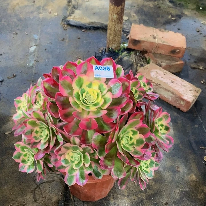 ?**糖多肉粉女郎038