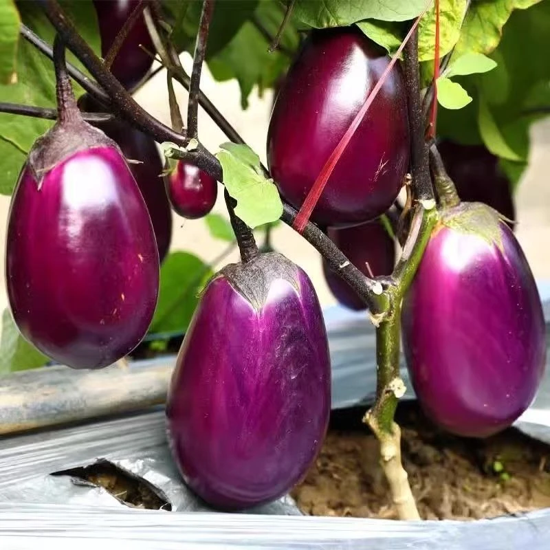 紫灯炮茄子苗秧苗四季罐茄种子蔬菜种籽南方盆栽地栽菜种圆茄菜苗