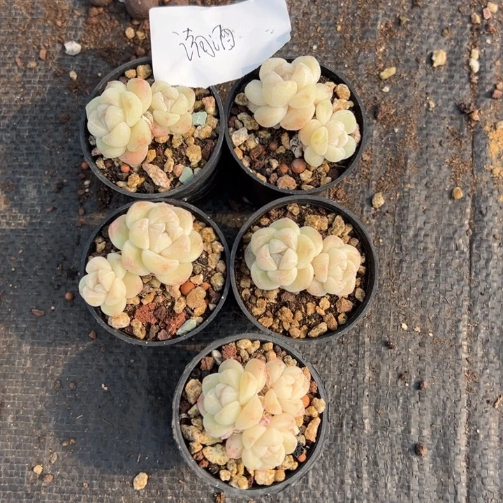 清酒一物一拍专拍