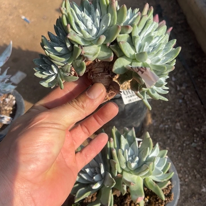 446号白雪多肉植物老庄