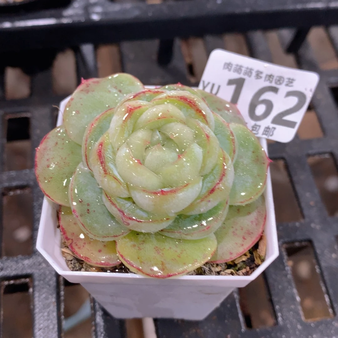 肉萌萌拇指盆精控多肉YU162