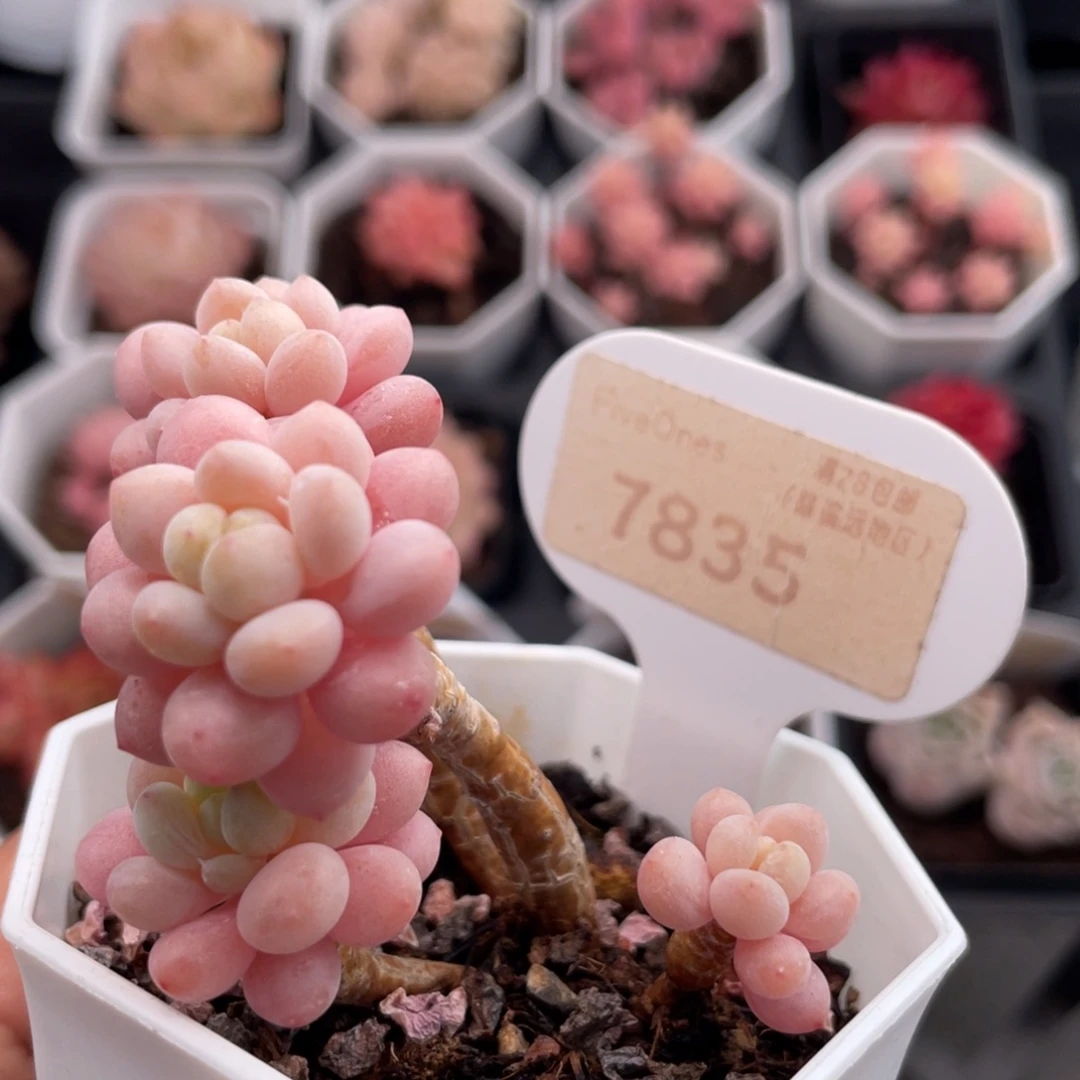 鱼子酱7835-5.0厘米