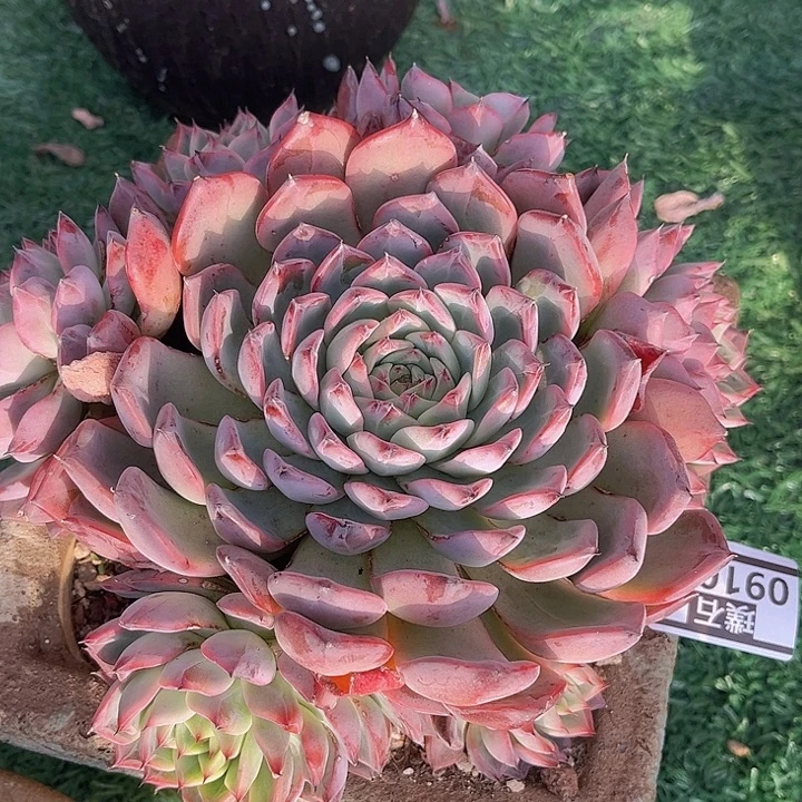 黑天鹅09100多肉植物