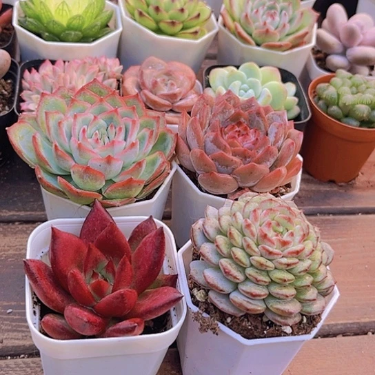 侧影➕罗卡➕白胖子➕唐心