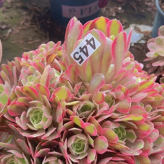 美**福多肉植物一个