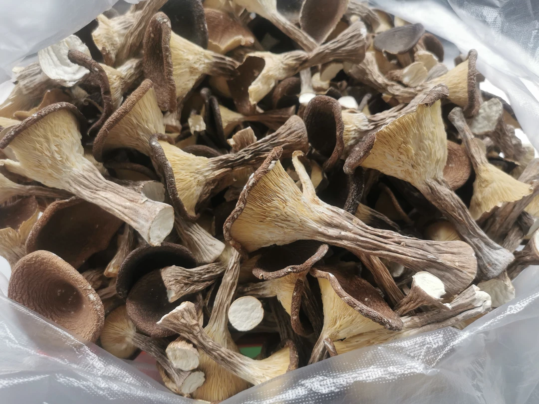 猪鼻子菌蔬菜，大集现收