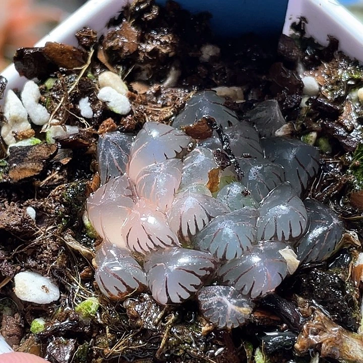 妙****667冰燈錦特選福利