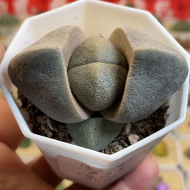 佳人园艺多肉生石花元宝724