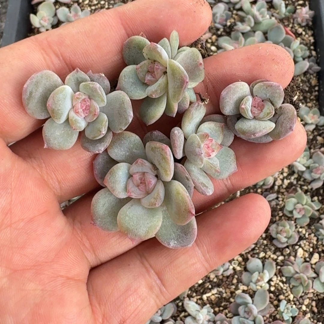 如图琅玉混合叶插苗5棵不售后