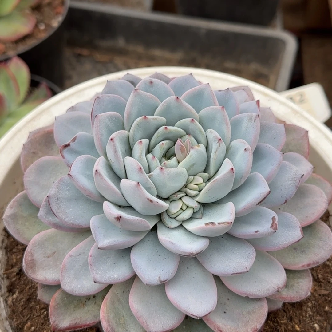 维特惊鸿一物一拍包装收缩花旱